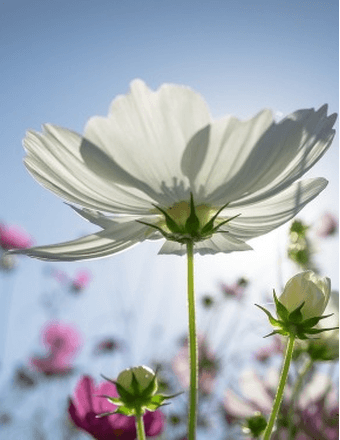 Patricia Anne (Cook) Treacy Obituary